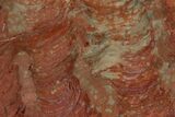 Polished Stromatolite (Inzeria) Slab - Million Years #129181-1